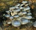 Pleurotus_ostreatus_ca3659