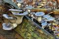 Pleurotus_ostreatus_ca3674