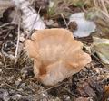 Pleurotus_pulmonarius_aa6126