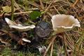 Pleurotus_pulmonarius_bo8741