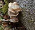 Pleurotus_pulmonarius_bt4772