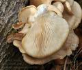 Pleurotus_pulmonarius_bt4773