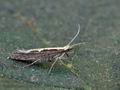 Plutella_xylostella_bs4164