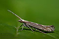 Plutella_xylostella_dx6254s