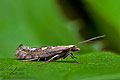 Plutella_xylostella_jj9411s