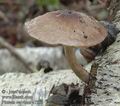 Pluteus_cervinus_a7330