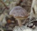 Pluteus_cervinus_a7340