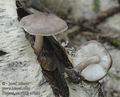 Pluteus_cervinus_a7346