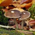 Pluteus_cervinus_bi6870