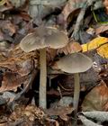 Pluteus_cinereofuscus_cg1734s