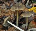 Pluteus_cinereofuscus_cg1738