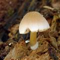 Pluteus_depauperatus_al6606