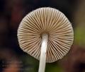 Pluteus_hispidulus_bt0371