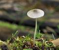 Pluteus_hispidulus_bt9998