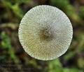 Pluteus_hispidulus_bu0019