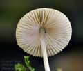 Pluteus_hispidulus_bu0022