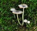 Pluteus_hispidulus_ca1705