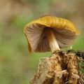 Pluteus_leoninus_ag2411