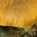 Pluteus_leoninus_ag2417