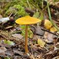 Pluteus_leoninus_be2714