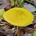 Pluteus_leoninus_be2717