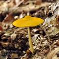 Pluteus_leoninus_bh7011