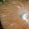 Pluteus_luctuosus_al6436