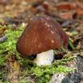 Pluteus_luctuosus_al6612