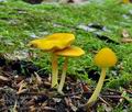 Pluteus_luteovirens_be4282