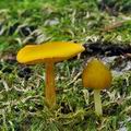 Pluteus_luteovirens_be4286