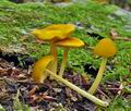 Pluteus_luteovirens_be4288