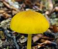 Pluteus_luteovirens_be4292