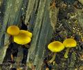 Pluteus_luteovirens_be4295