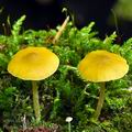 Pluteus_luteovirens_bi0053