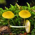 Pluteus_luteovirens_bi0059