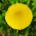 Pluteus_luteovirens_bi0069
