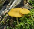 Pluteus_luteovirens_bp0697