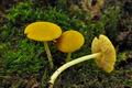 Pluteus_luteovirens_jf9293