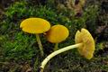 Pluteus_luteovirens_jf9293