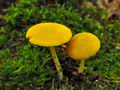 Pluteus_luteovirens_jf9295