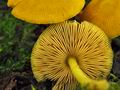 Pluteus_luteovirens_jf9298