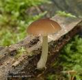 Pluteus_nanus_ac4610