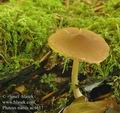 Pluteus_nanus_ac4617