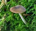 Pluteus_nanus_ca1725