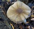 Pluteus_nanus_ca1729