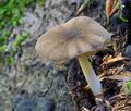 Pluteus_nanus_ca1731