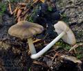 Pluteus_nanus_ca1748