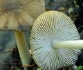 Pluteus_nanus_ca1751