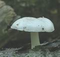 Pluteus_pellitus_ac2339