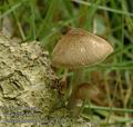 Pluteus_phlebophorus_ac4519